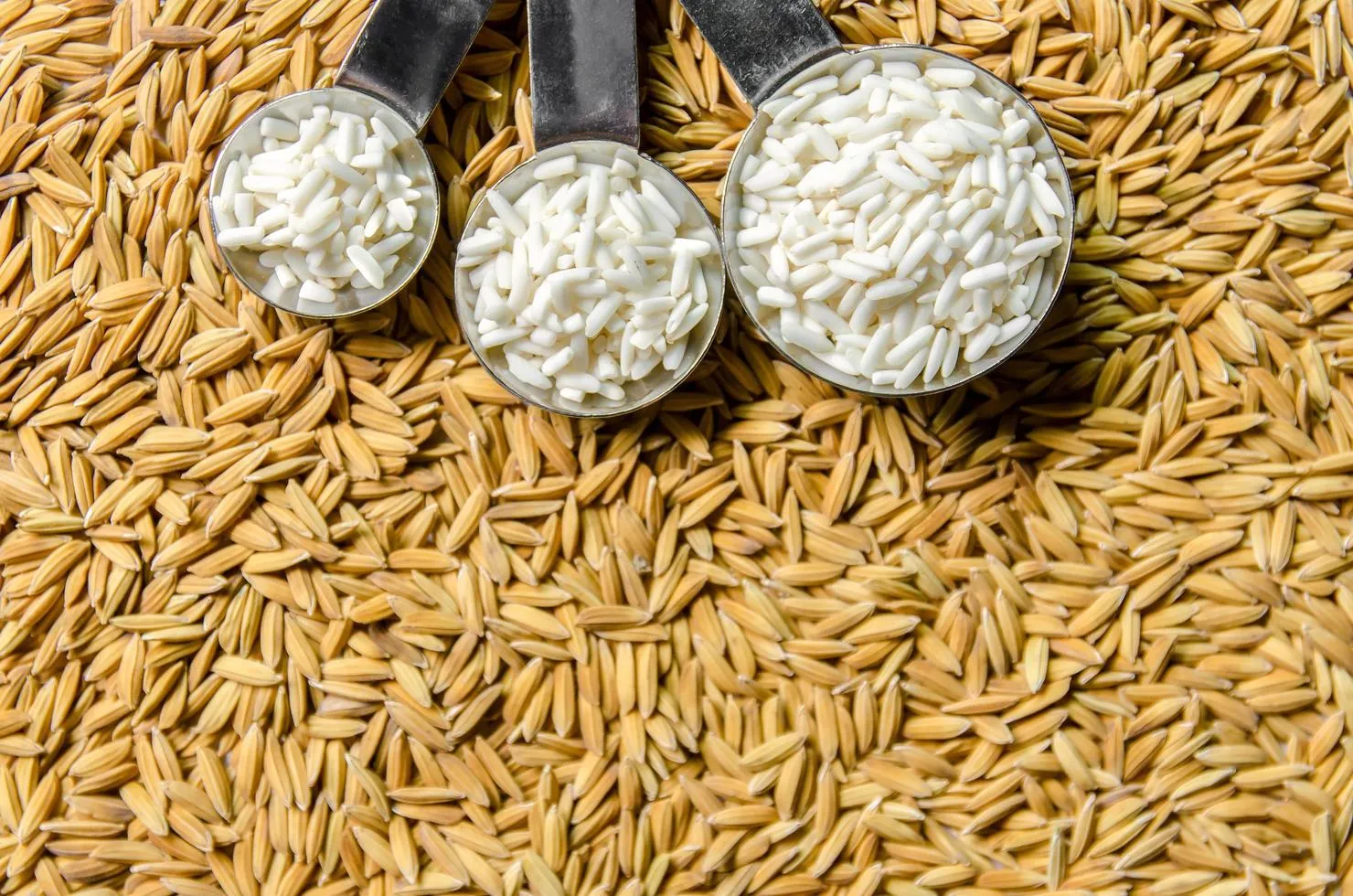 Riz paddy variété WITA-9 en sacs