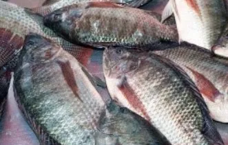 Tilapia frais élevé en bacs hors-sol